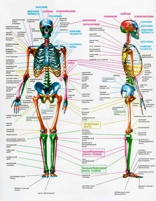 Скелет человека