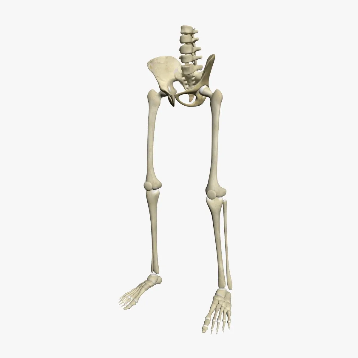 Человеческий скелет. Скелет ноги. Скелет ноги человека. Скелет человеческой ноги.