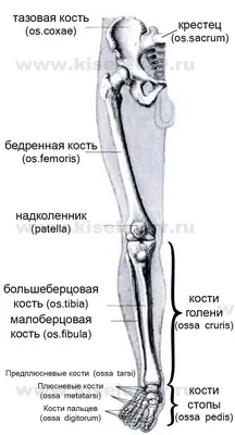 Сломанный Скелет Ноги — стоковые фотографии и другие картинки Юмор - Юмор, Скелет  человека, Гипсовая повязка - iStock