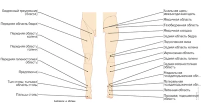 Модель скелета ноги с тазовой костью - 3B Smart Anatomy - 1019366 - A36 -  Модели скелета ноги и стопы - 3B Scientific