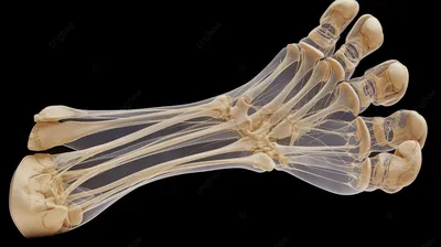 Skeleton Legs Stock Photo by ©sciencepics 54367505