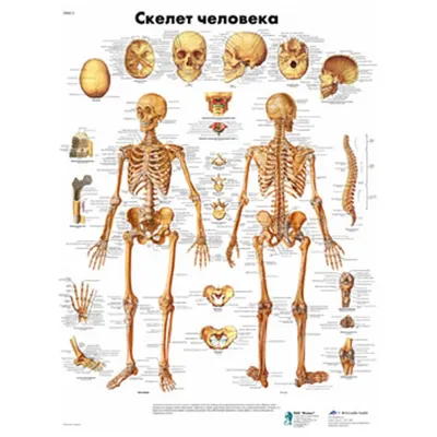 Мышечная система ноги и стопы. Анатомический атлас мышц : Farmf |  литература для фармацевтов | Фармацевт, Рисунок фигуры человека, Мышечная  система