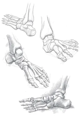 Кости стопы человека 3D модель - Скачать Анатомия на 3DModels.org