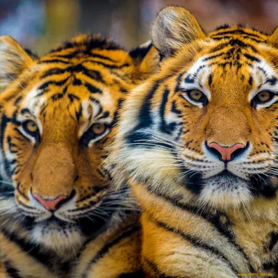 Что на самом деле любят и помнят тигры - РИА Новости Крым, 31.12.2021