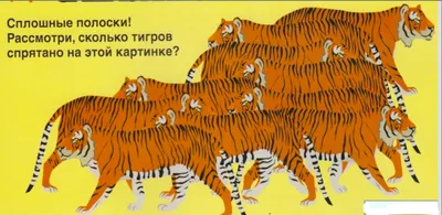 Покупают живых тигрят за 380 тысяч рублей, а потом выкидывают их на  помойку»: Как в России работает черный рынок по продаже главного символа  2022 года - KP.RU