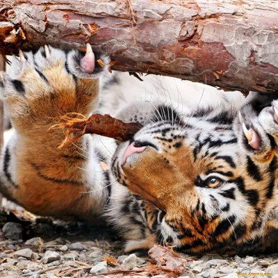 Набор фигурок Masai Mara Мир диких животных Семья тигров 6 предметов купить  по цене 2147 ₽ в интернет-магазине Детский мир