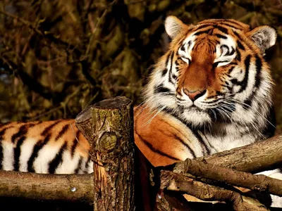 Дрессировщик Михаил Зарецкий: «Чтобы тигр эффектно зарычал, щипаю его за  ушко» - KP.RU