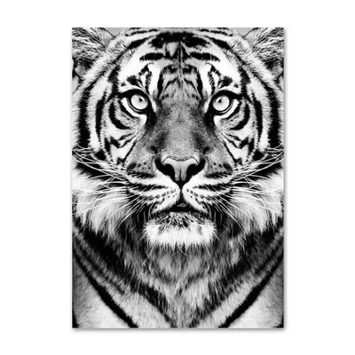 Плакаты и принты с двумя играющими тиграми, Картина на холсте с  изображением влюбленных, природное животное, Настенная картина,  эстетический Декор для комнаты | AliExpress