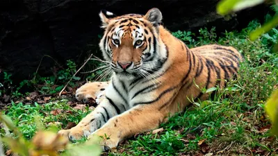 рисованная картинка тигр