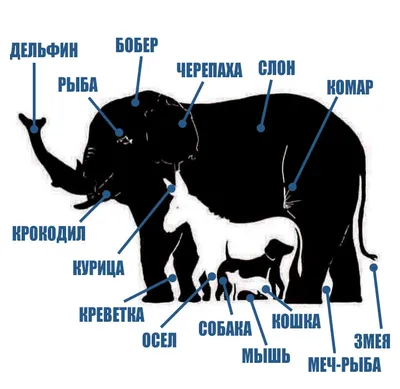 Сколько животных на картинке фотографии