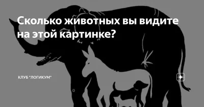 Сколько животных изображено на фото? - Рамблер/новости