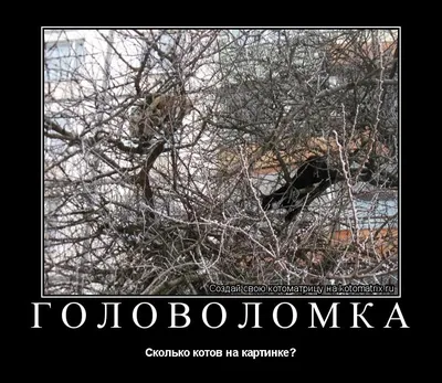 Опубликованы фото победителей конкурса Comedy Wildlife Photography Awards  2022 | РБК Life