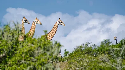 Самые смешные фотографии животных Comedy Wildlife Photography Awards 2022 |  Пикабу