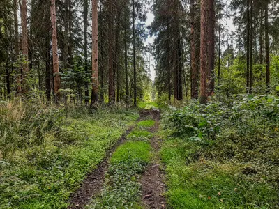 Фото: \"Скоро осень, за окнами август...\" И.Гофф. Спасибо доброму человеку,  поставившему мои фото в Топ-Ленту! Syntaxist (Светлана). Природа - Фотосайт  Расфокус.ру