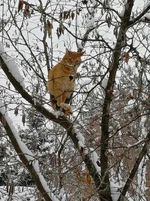 Коллективная работа «Скоро весна?» (1 фото). Воспитателям детских садов,  школьным учителям и педагогам - Маам.ру