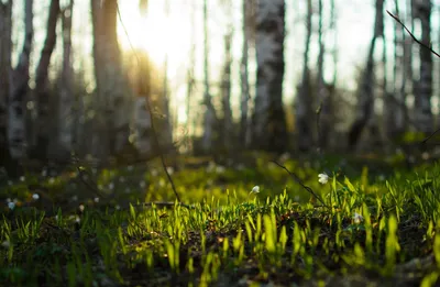 Фото: Скоро весна.. Фотограф Ирина Якубчик. Натюрморт. Фотосайт Расфокус.ру