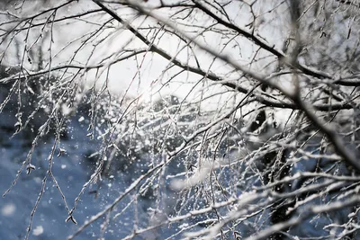 Скоро зима. ❄⛄ (фото прошлых лет). Вы ждёте зиму? | Природа в фокусе  (Андрей - следопыт) | Дзен