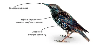 Основная информация о скворцах без лишних слов