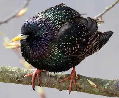 Скворец (Sturnus vulgaris). | Занято! Дом полон детей. | Flickr