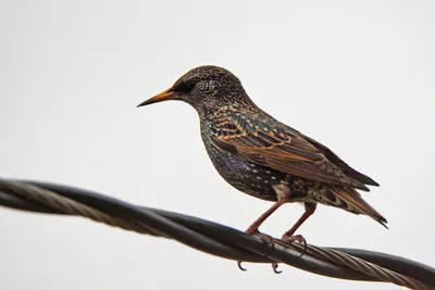 Обыкновенный скворец sturnus vulgaris птица сидит на ветке на красивом  зеленом фоне | Премиум Фото