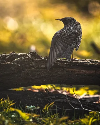 Фото животных: Скворец. Валентина Колотовкина. - ANIMAL PHOTO