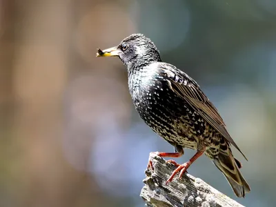 Обыкновенный скворец (Sturnus vulgaris)