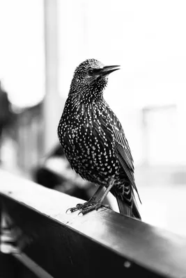 Это скворец по имени Чижик с протезом лапки. Вот его история — Bird In  Flight