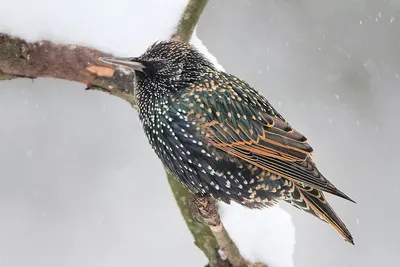 Фотография Обыкновенный скворец (Sturnus vulgaris) Птицы Дагестана |  Фотобанк ГеоФото/GeoPhoto | GetImages Group