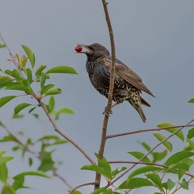 European Starling - Обыкновенный скворец. Фотограф Etkind Elizabeth