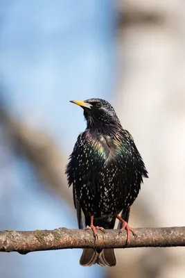 Обыкновенный скворец - European Starling. Фотограф Etkind Elizabeth