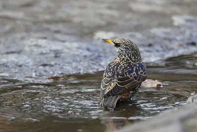 European Starling. Обыкновенный скворец. Фотограф Etkind Elizabeth