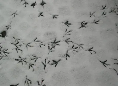 Следы птиц на снежных способами пути шагов птицы асфальта, которые  пересекают Стоковое Изображение - изображение насчитывающей сторонника,  путь: 174023235