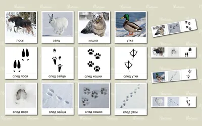 Следы на снегу птицы и кошки. Стоковое Изображение - изображение  насчитывающей пуща, усилие: 179772965