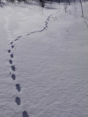 Следы птиц на Snowwhite снегу Стоковое Фото - изображение насчитывающей  влюбленность, птиц: 170051966