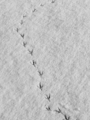 Следы птиц на снегу картинки фото