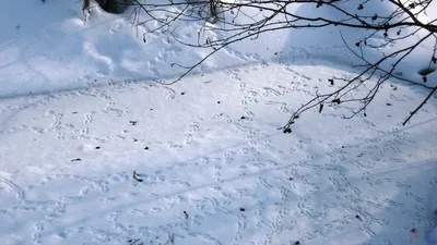 Следы птиц на снегу | Премиум Фото