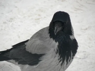 Следы птицы в первом снегу. Следы лап птицы на снегу Стоковое Фото -  изображение насчитывающей природа, замораживание: 207157064