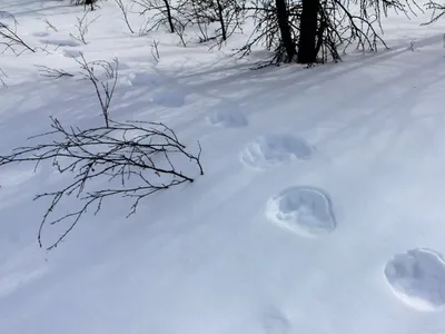 Следы животных на снегу, фото с названиями / Сибирский охотник