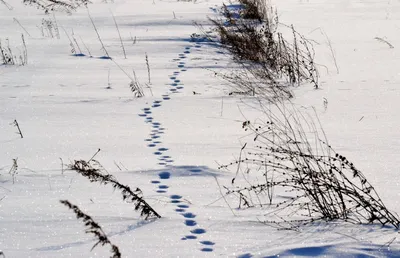 Портрет вороны и следы на снегу