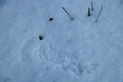 3 -пальчатые следы птиц в белом снегу в декабре Стоковое Фото - изображение  насчитывающей природа, много: 166892182