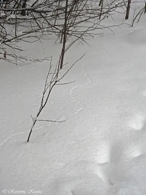 Птицы на деревьях и следы на снегу | ЭкКоза. О природе | Дзен