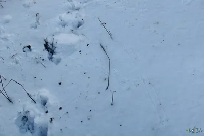Фотоотчет о наблюдении на прогулке с детьми за следами птиц на снегу (9  фото). Воспитателям детских садов, школьным учителям и педагогам - Маам.ру