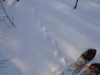 След животных Стоковые фотографии, картинки, все без лицензионных  отчислений - Envato Elements