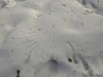 следы птиц в снегу на дороге, в закрытом положении, вертикально Стоковое  Изображение - изображение насчитывающей вертикально, холодок: 159970957