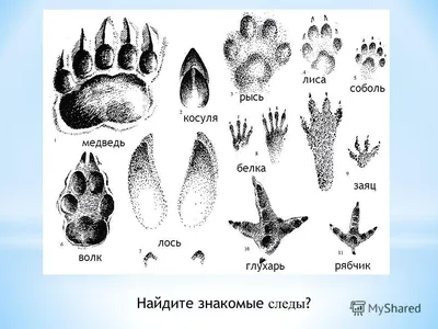 Конспект НОД для детей старшего дошкольного возраста «Юные следопыты» (9  фото). Воспитателям детских садов, школьным учителям и педагогам - Маам.ру