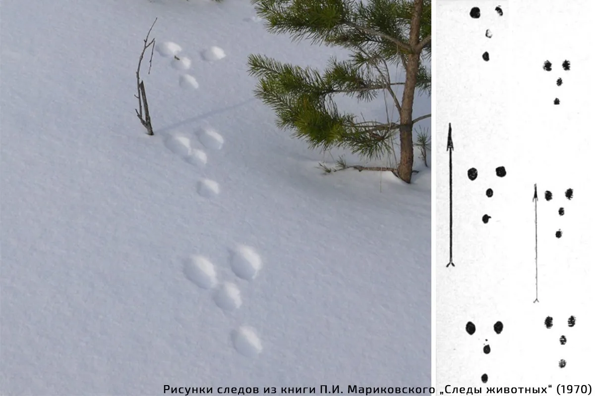 След зайца на снегу 5. Следы зайца русака. Следы зайца на снегу направление движения. Следы зайца направление движения. Заячьи следы на снегу.