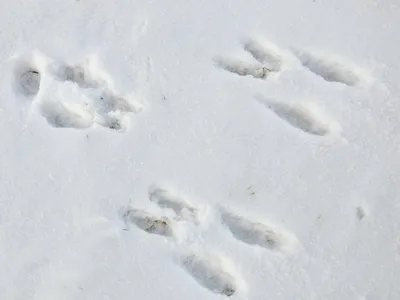 Сотрудники Нижне-Свирского заповедника учат читать следы зайца на снегу |  10.01.2022 | ЛенОбласть - БезФормата