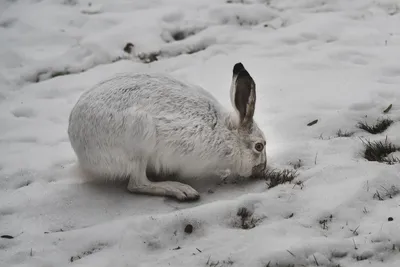 🐇 Охота на зайца (беляка, русака) - способы и сезон открытия - GetHunt