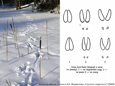 По следам на снегу». Животные Первомайского района | Интерактивное  образование