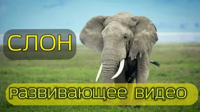 Слон. Все про слонов для детей, страница 41. Воспитателям детских садов,  школьным учителям и педагогам - Маам.ру